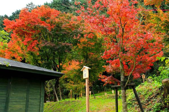 The Autumn Foliage of Manyo Park-2