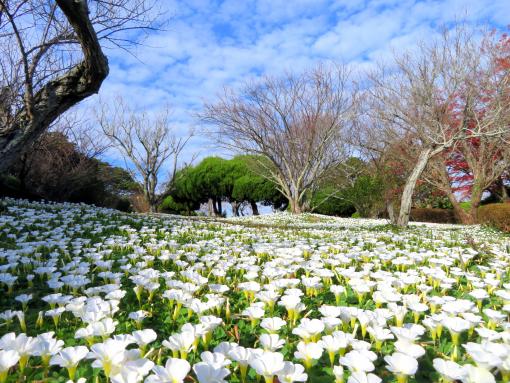 Nokonoshima Island Park-1