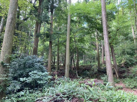 四王寺県民の森（ワンヘルスの森）-2