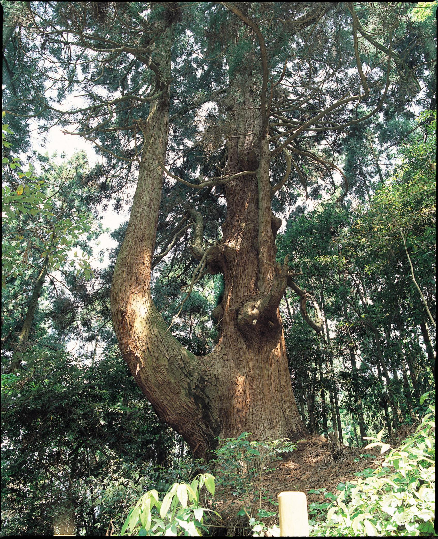 若杉 トウダの二又杉