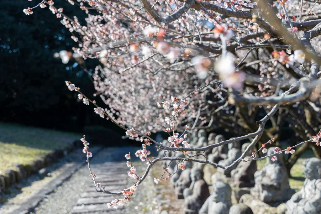 屋部地蔵公園の梅