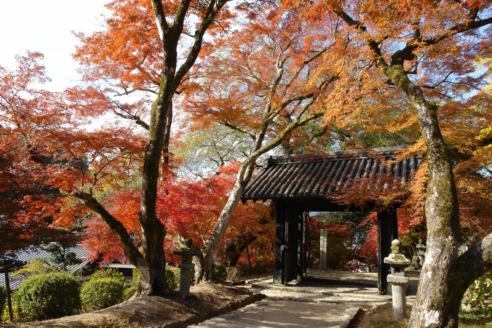 Akizuki Castle Ruins-1