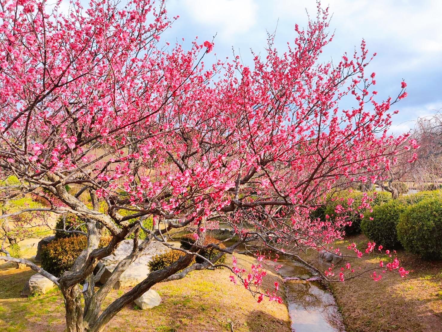 花農丘公園　北九州市立総合農事センター　