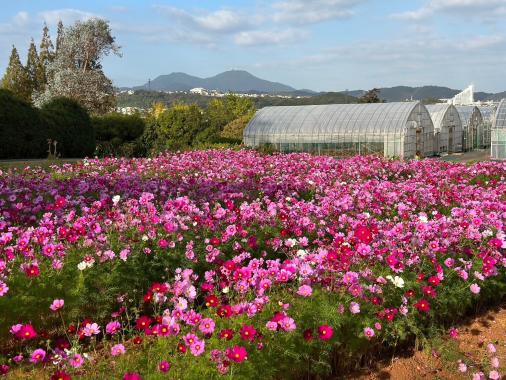 花農丘公園　北九州市立総合農事センター　-1