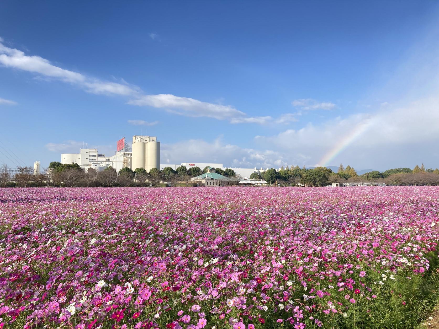 Cosmos in the Kirin Flower Garden (Kirin Cosmos Festa).