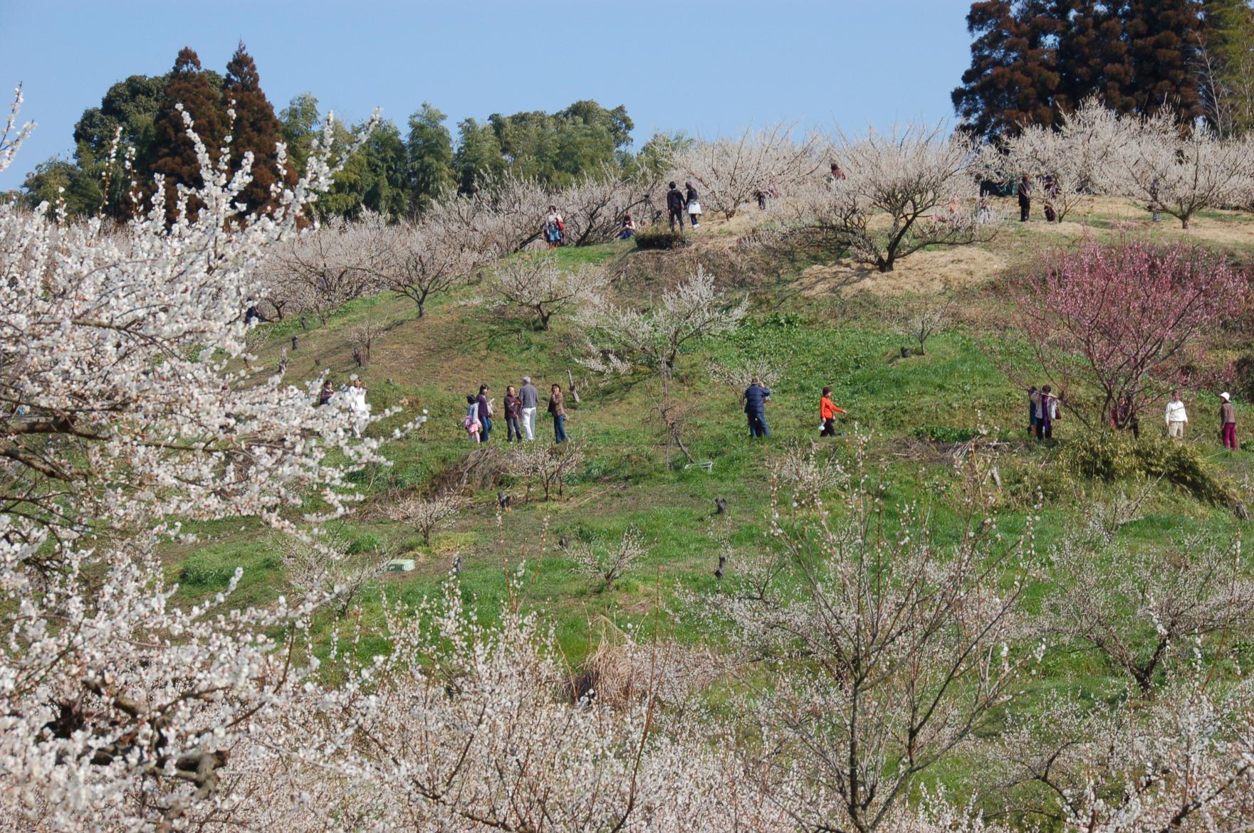 Yume Tachibana Plum Blossom Viewing Festival-1