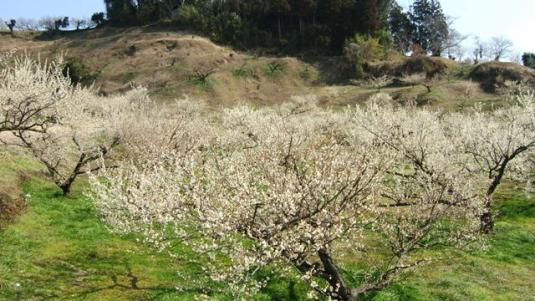 Yume Tachibana Plum Blossom Viewing Festival-1