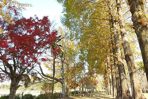 城山公園の紅葉