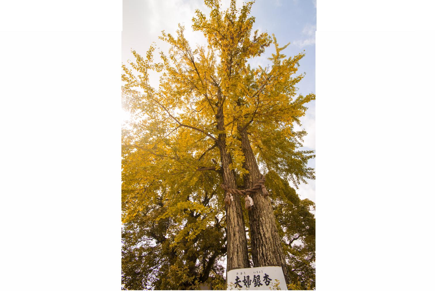 小郡日吉神社の夫婦銀杏