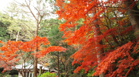 鎮國寺の紅葉-2