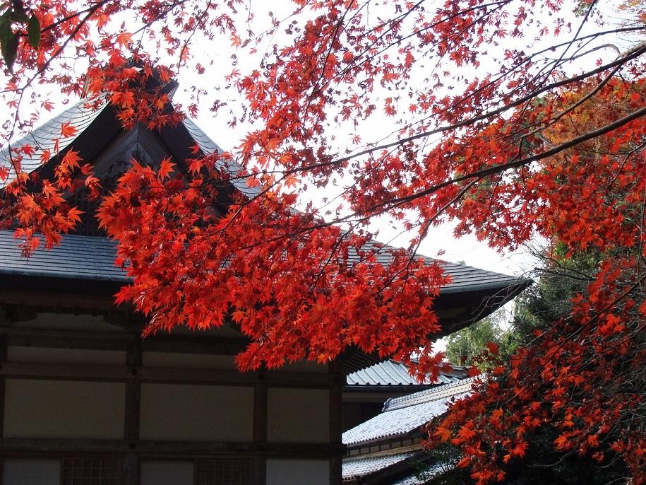 鎮國寺の紅葉