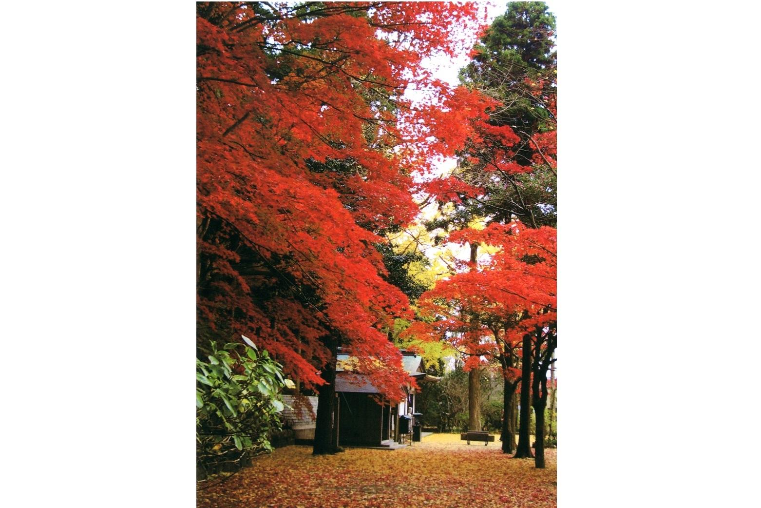 鎮國寺の紅葉-3