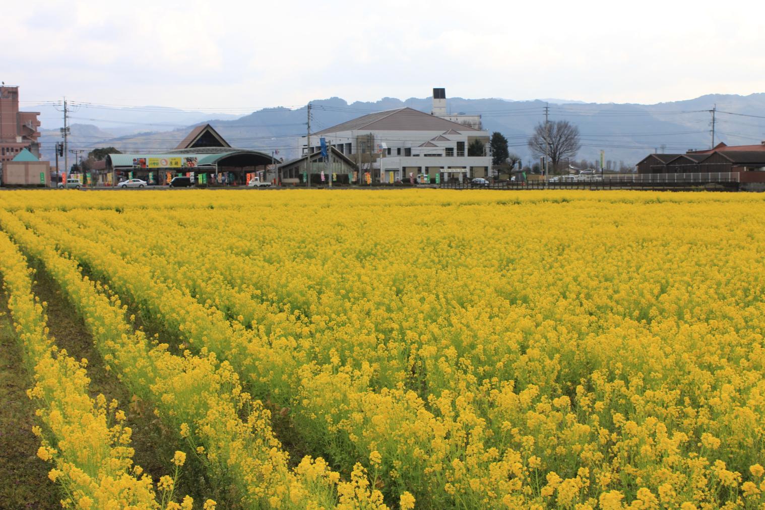 道の駅「原鶴」　菜の花まつり-2