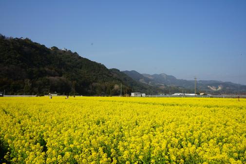 道の駅「原鶴」　菜の花まつり-1