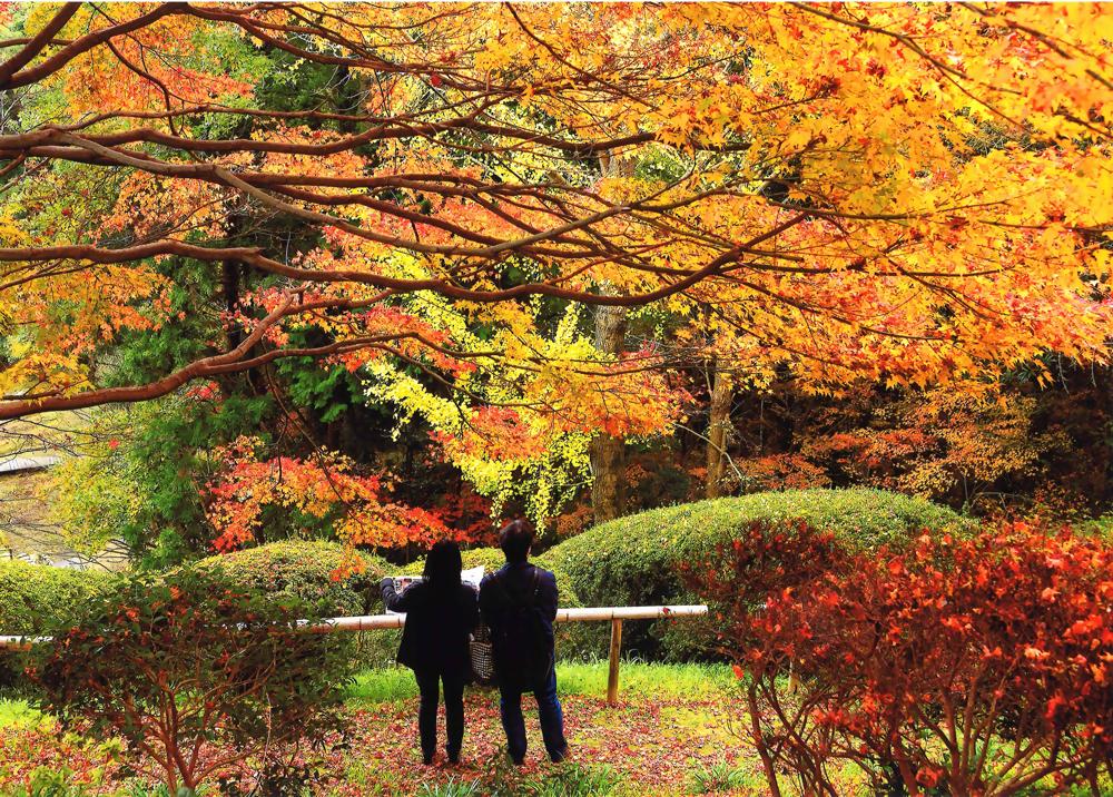 白野江植物公園　紅葉まつり