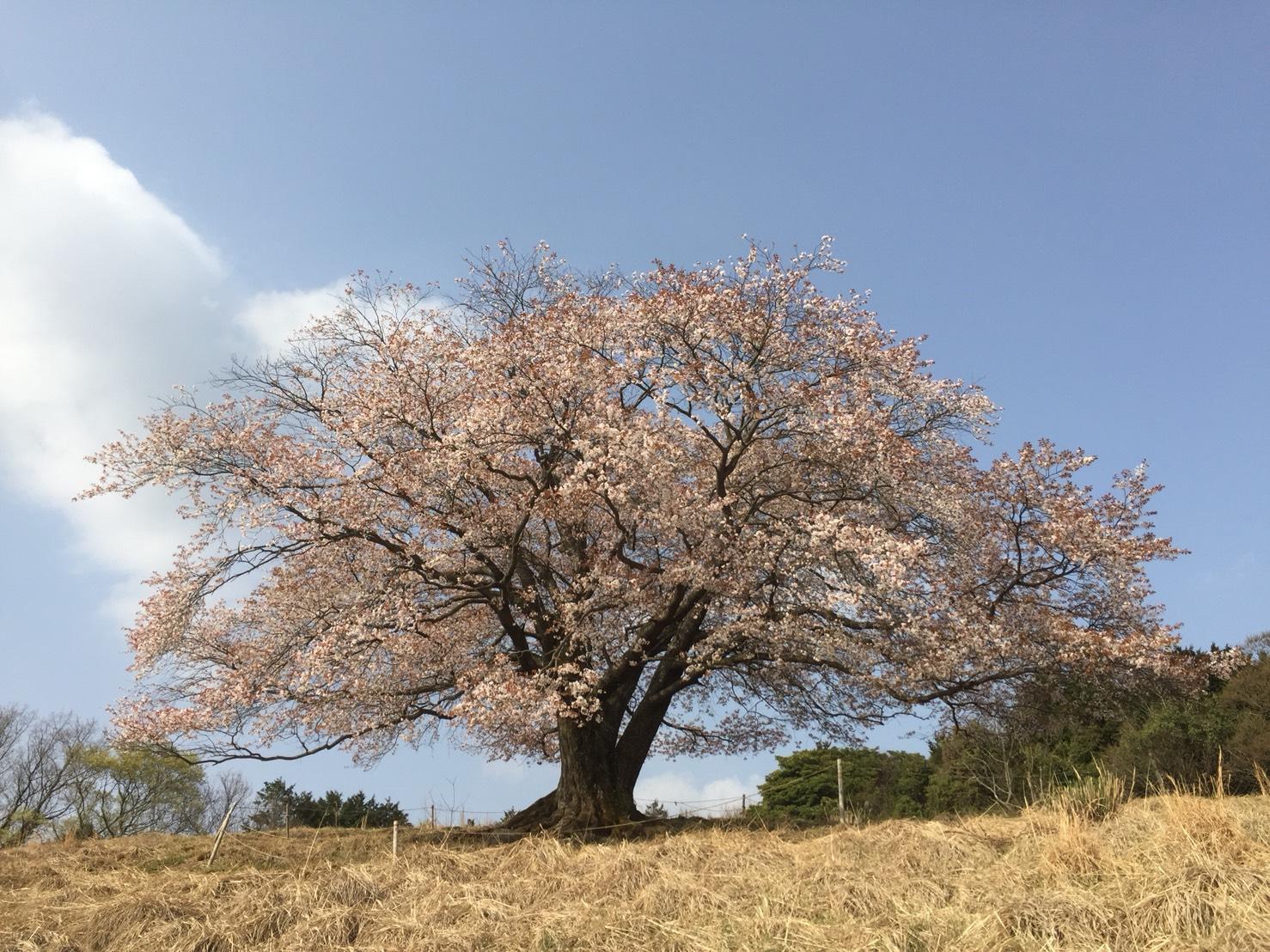 【森林セラピー基地豊前】才尾の一本桜見晴らしの丘コース