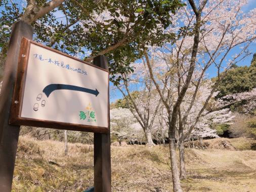 【森林セラピー基地豊前】才尾の一本桜見晴らしの丘コース-2