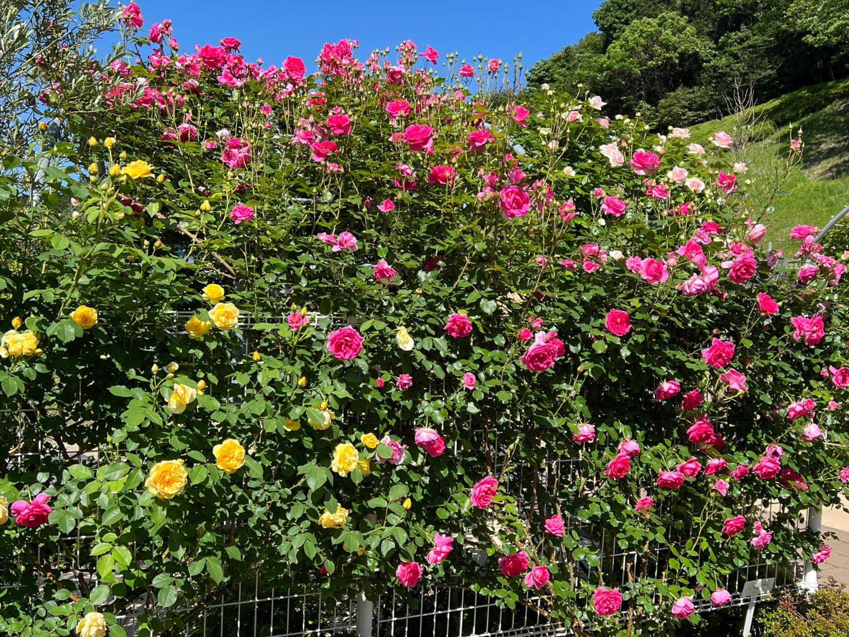TG Rose Garden＜日本経済大学 福岡キャンパス・イングリッシュガーデン＞-0