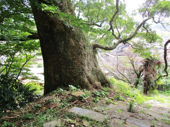 元光願寺の大楠-3