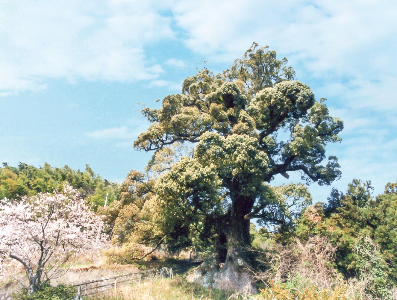 모토코간지의 대왕 녹나무