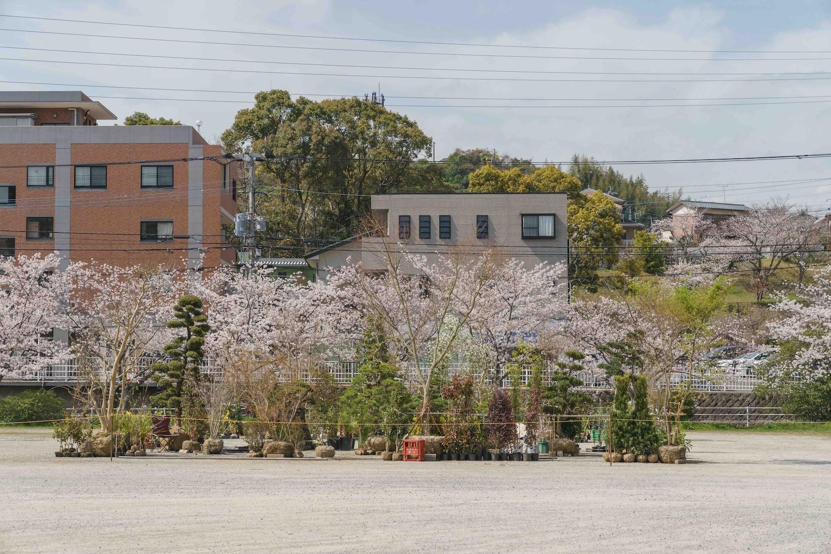 香椎宮　植木市