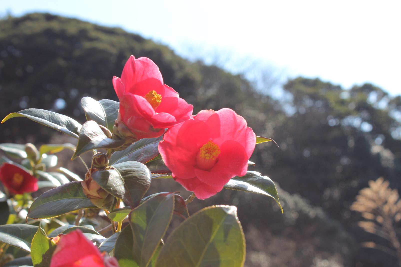 【宗像市】地島（じのしま）-4