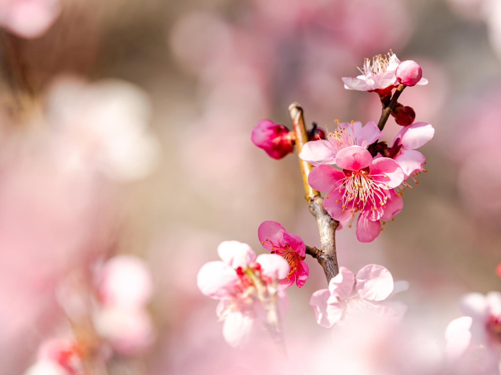 Plum blossoms-1