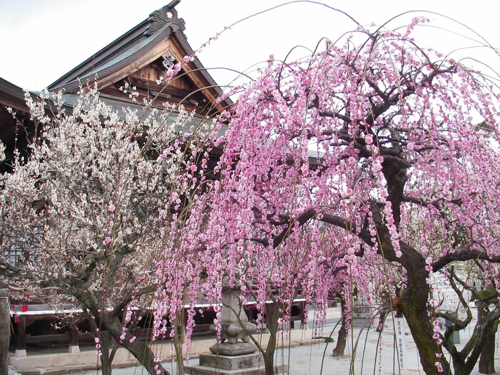 Plum blossoms-2