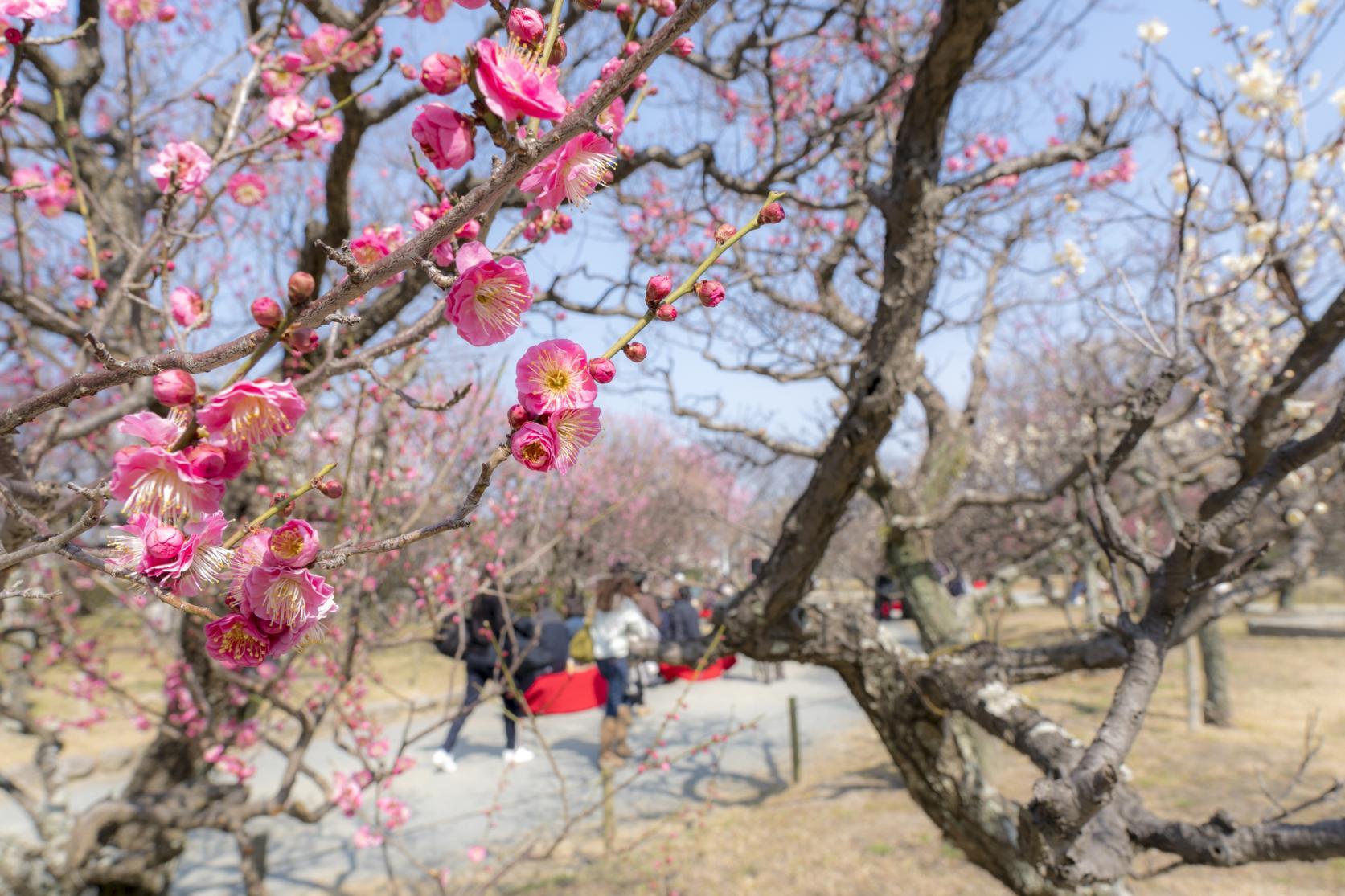 Plum blossoms-3