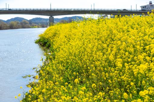 遠賀川 油菜花01