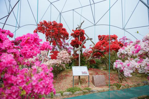 久留米市世界杜鵑花中心05