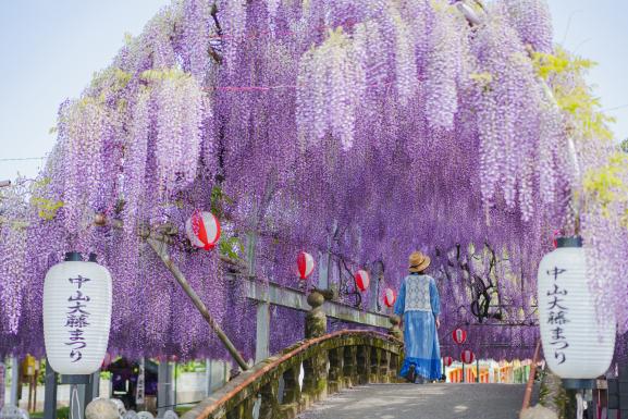 中山大藤（柳川市）14