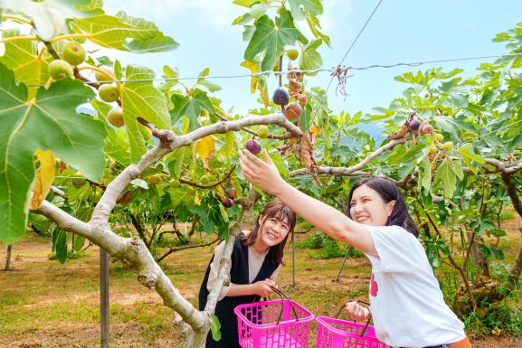 採摘水果(無花果07)