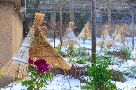 冬牡丹花(筥崎宮)