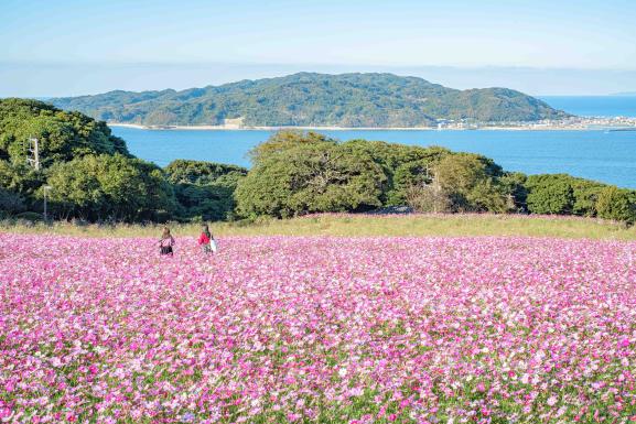 能古島 波斯菊02